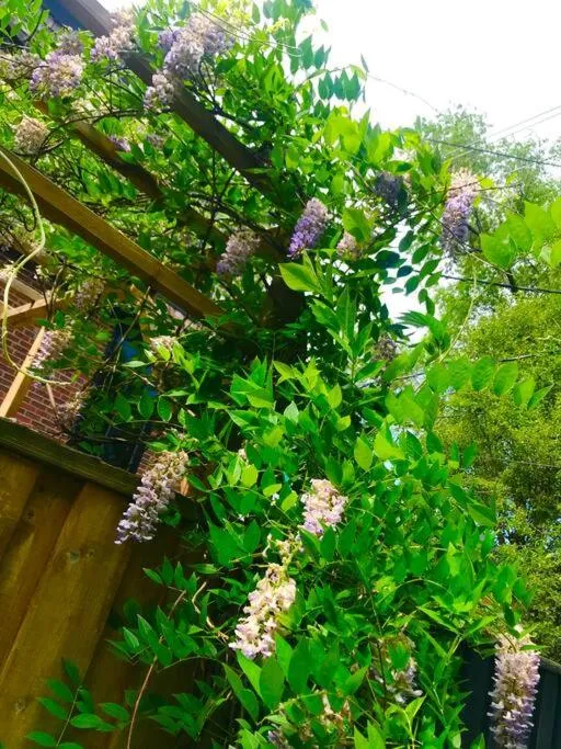 سنترال تورونتو — صورة 2