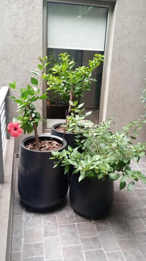 ⁨ينسبيربا تراس⁩ — صورة 30
