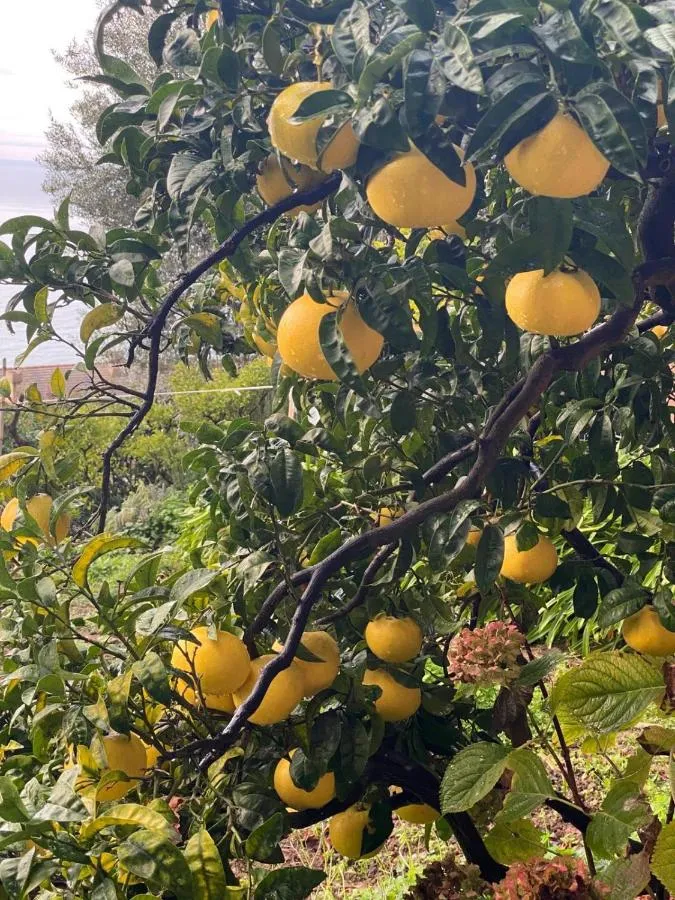 ⁨فندق المأمونية⁩ — صورة 11