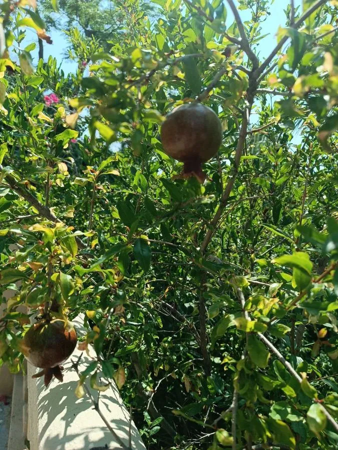 ⁨Cactus Garden Kalkan - Club Patara Villas⁩ — صورة 43