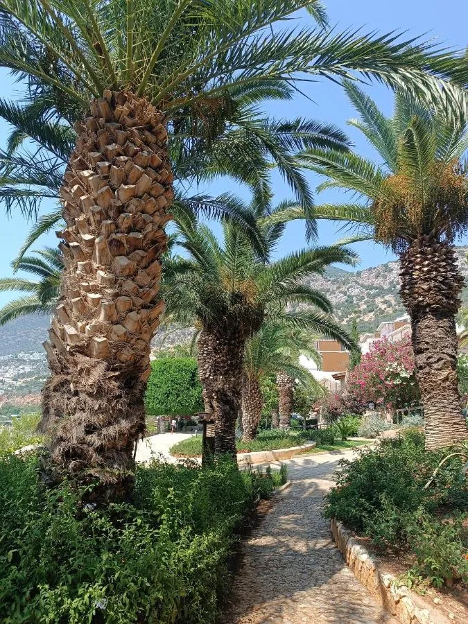 ⁨Cactus Garden Kalkan - Club Patara Villas⁩ — صورة 44