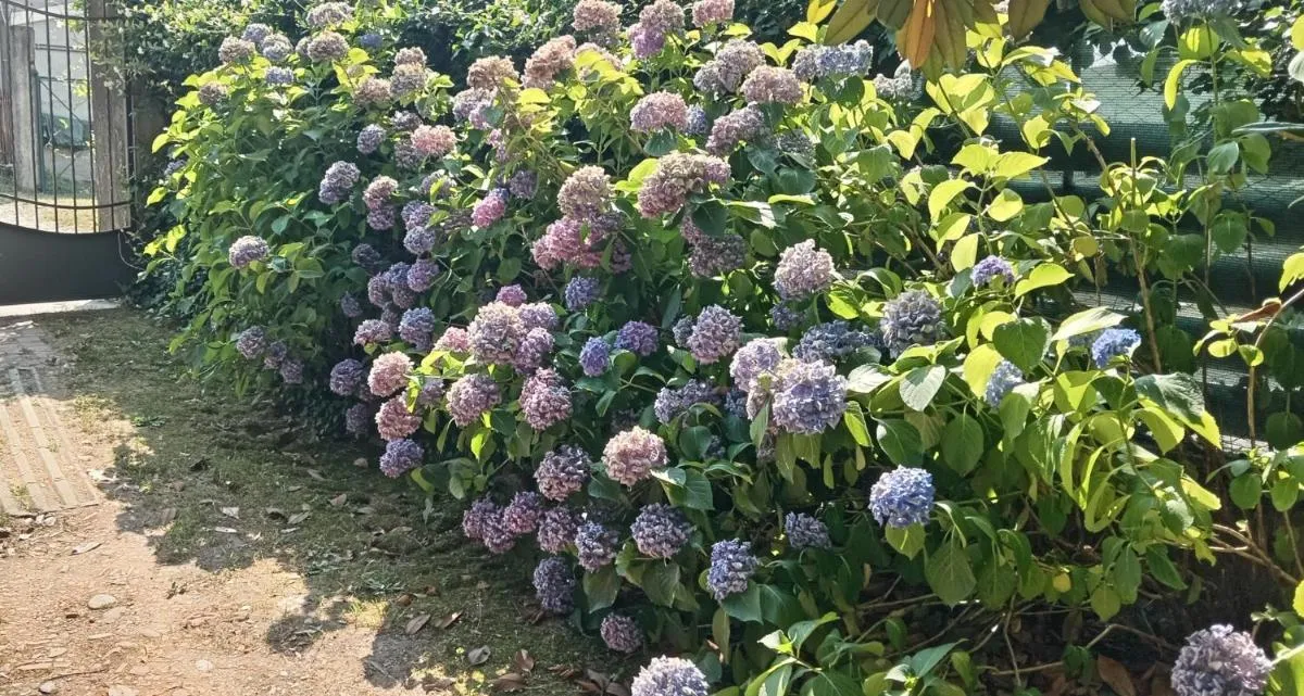 ⁨يل نيدو ديل بيتتيروسسو⁩ — صورة 22