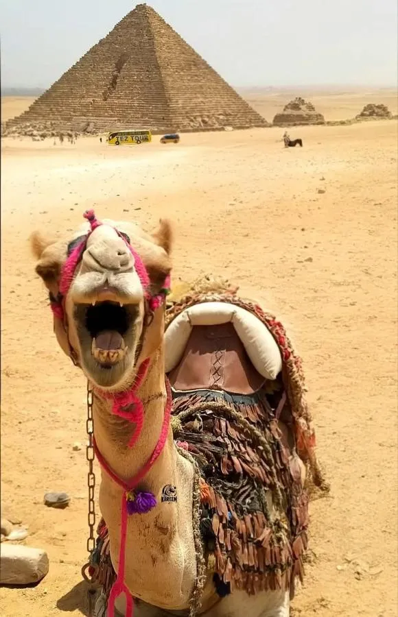 ⁨بيراميدس كريبت⁩ — صورة 29