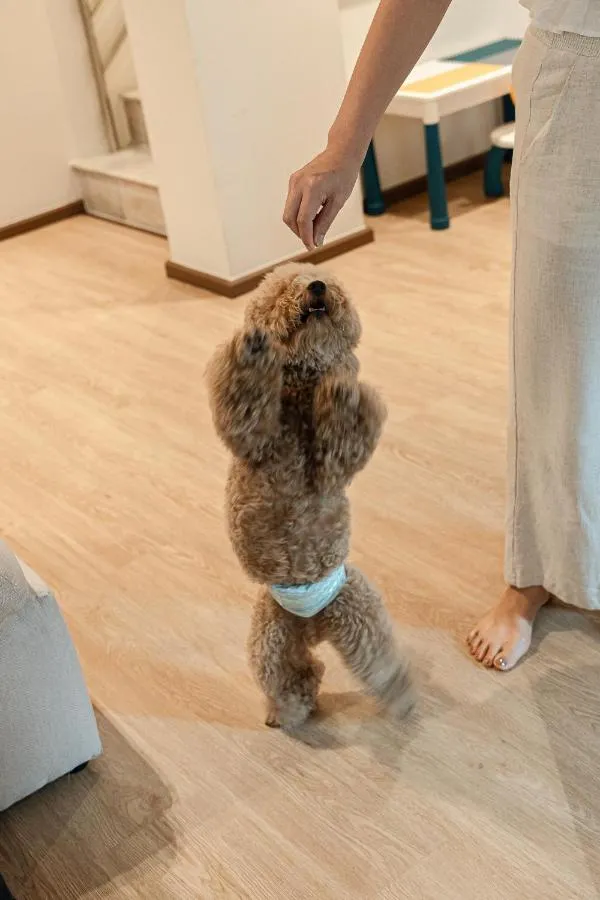 ⁨اسوك هاوس سوكهومفيت27 فري بف⁩ — صورة 16
