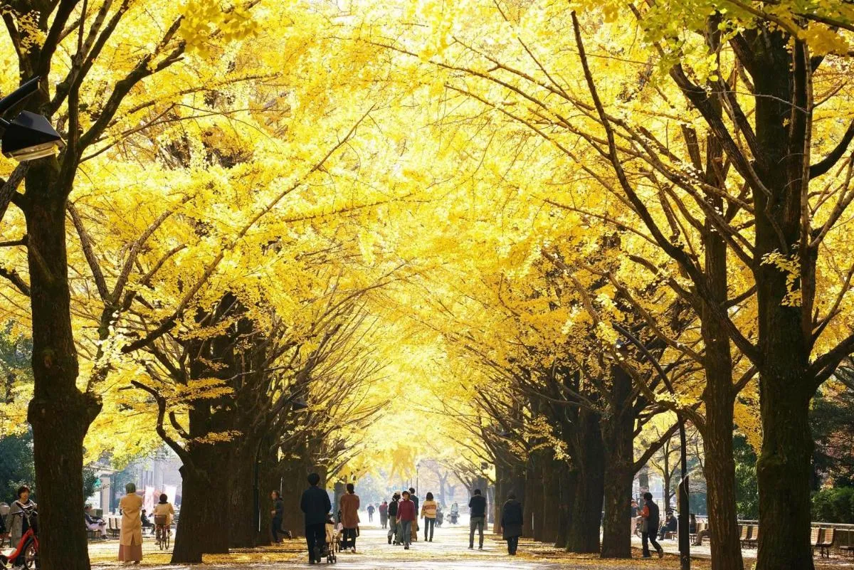 ⁨مييافي 101 - ناريماسو طوكيو (6 أشخاص)⁩ — صورة 32