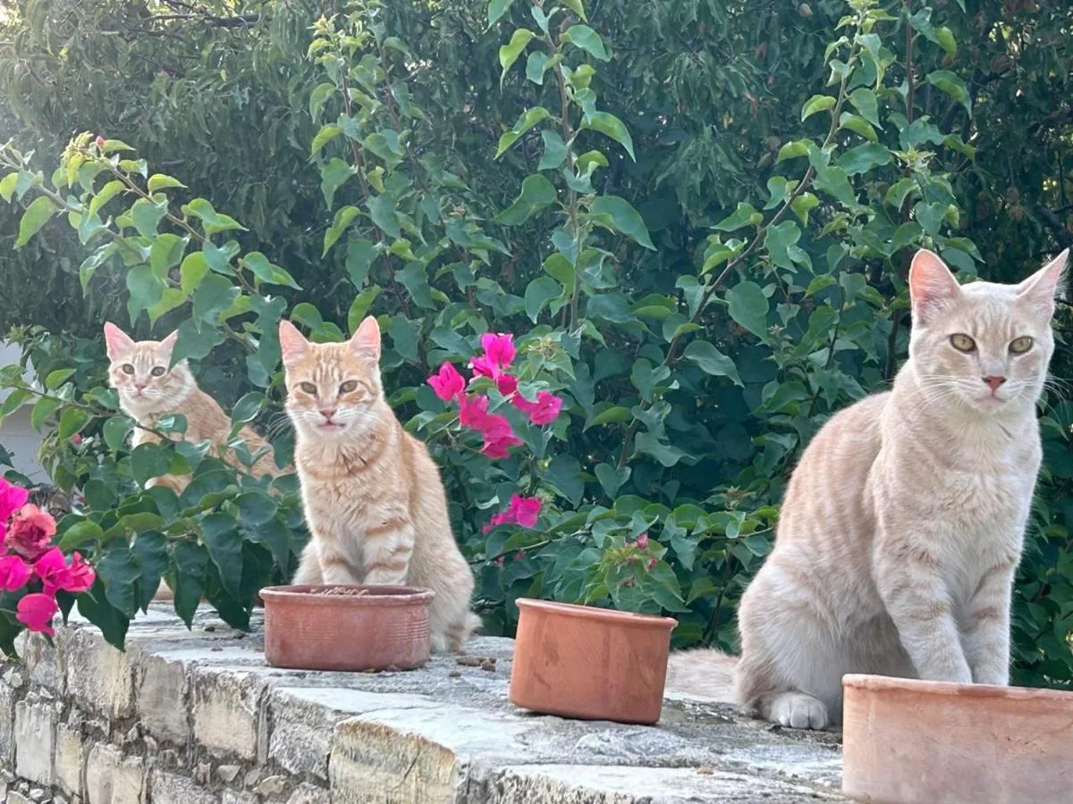 ⁨اونت ماريا'س⁩ — صورة 16