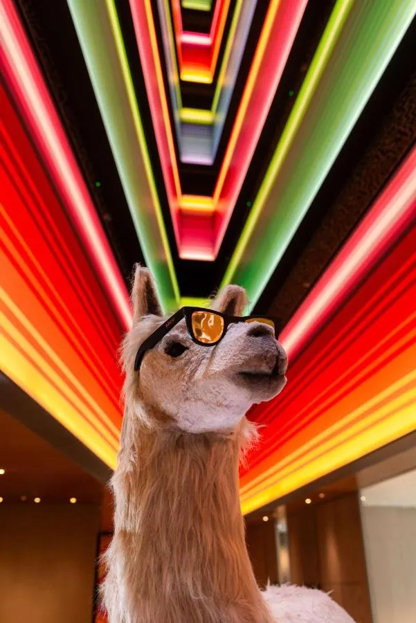 ⁨دبليو ليما⁩ — صورة 14