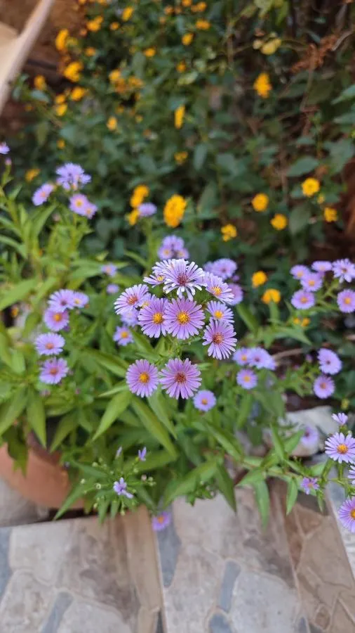An Istanbul tale, an Istanbul dream, garden house — صورة 4