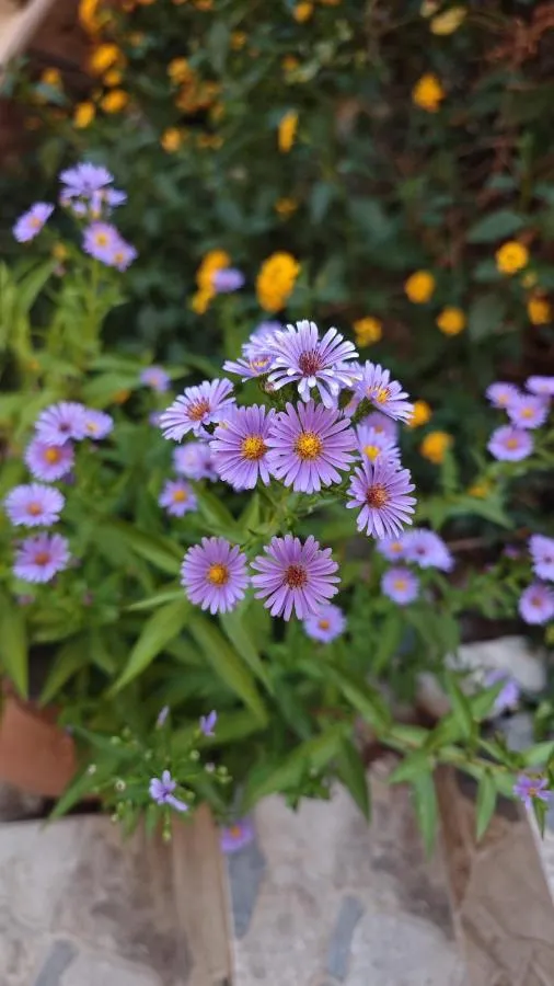 An Istanbul tale, an Istanbul dream, garden house — صورة 3