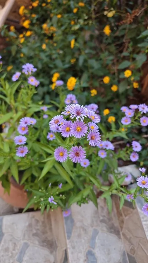An Istanbul tale, an Istanbul dream, garden house — صورة 2