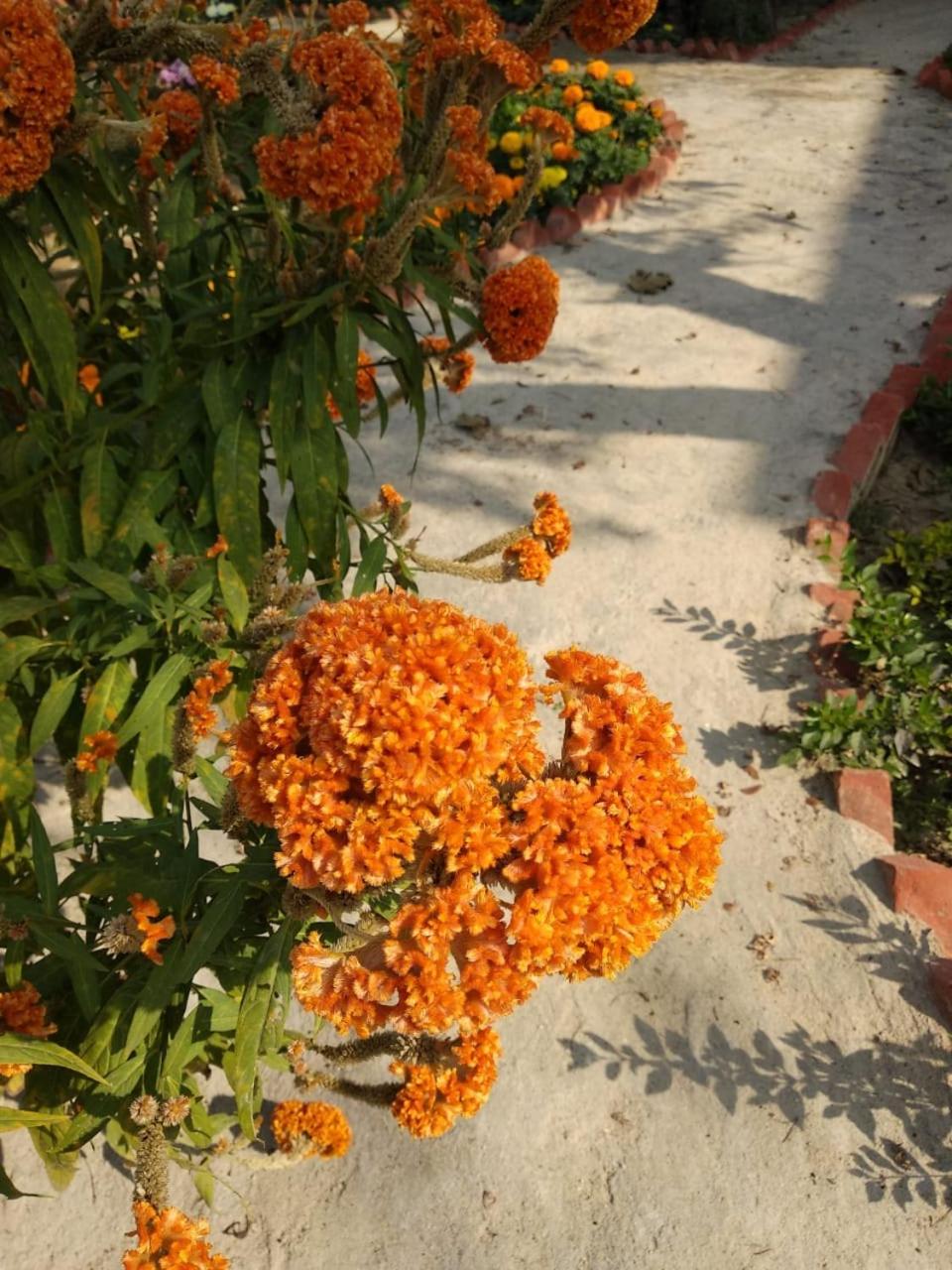 Vamoose Shantiniketan Bichitrita - Housity