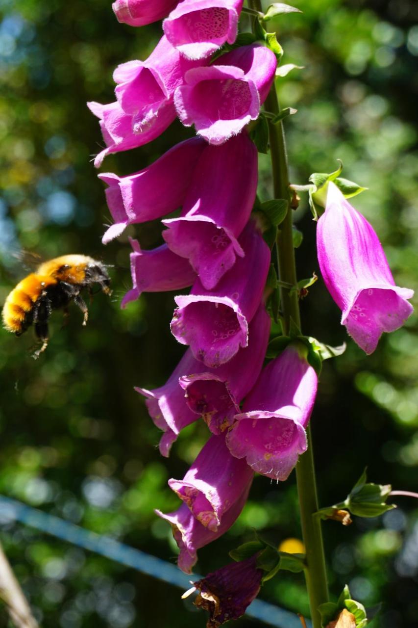Caba�a compartida en santuario de la naturaleza Rio Cutipay