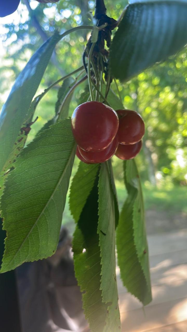 Caba�a Junto al Rio (1) Pucon