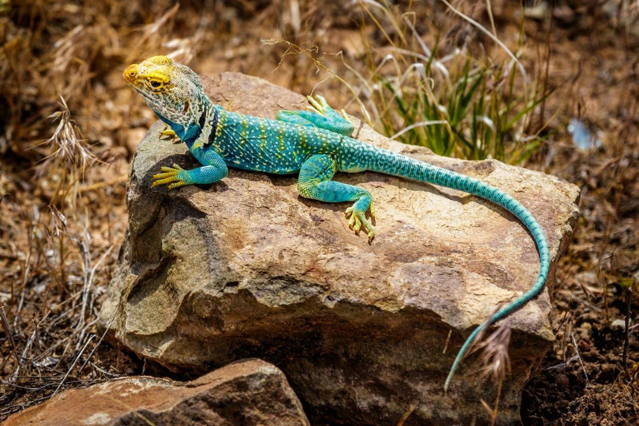 Stone Lizard Lodge — photo 19
