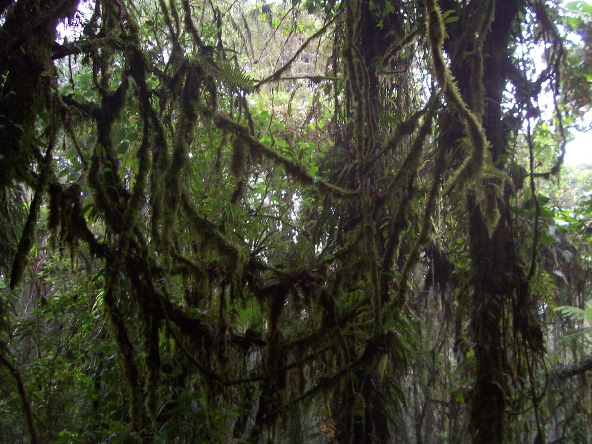 Monteverde Romantic Cottage photo