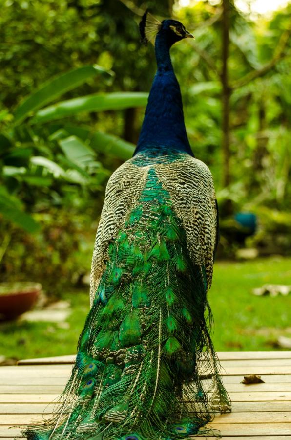 Paraty Paradiso photo