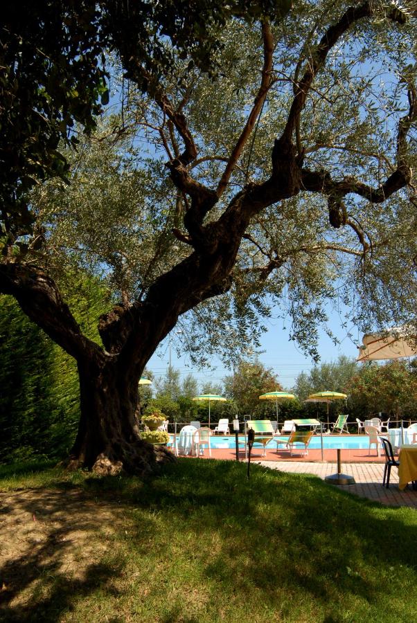 Hotel Parco degli Ulivi - Laterooms