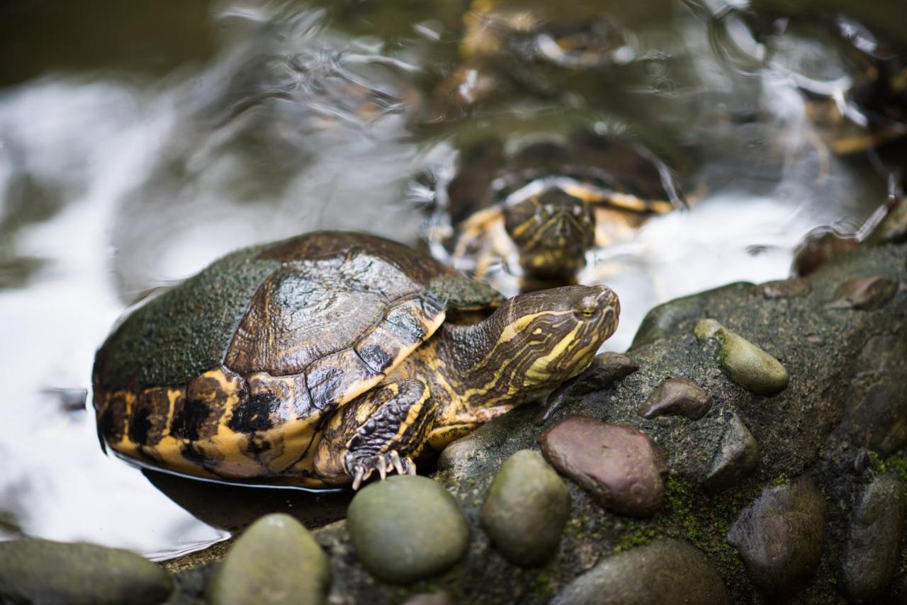 Si Como No Resort & Wildlife Refuge photo