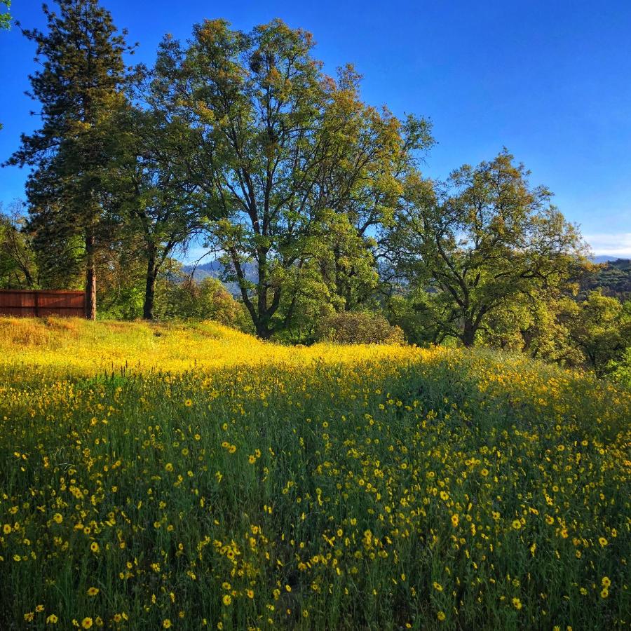 Sequoia Resort — photo 20