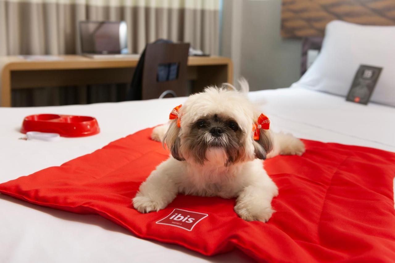 Ibis Teresina photo