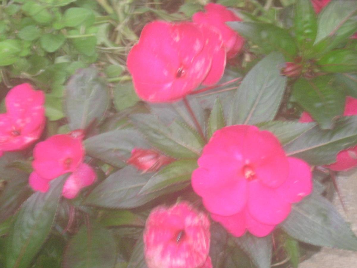 Monteverde Romantic Cottage photo