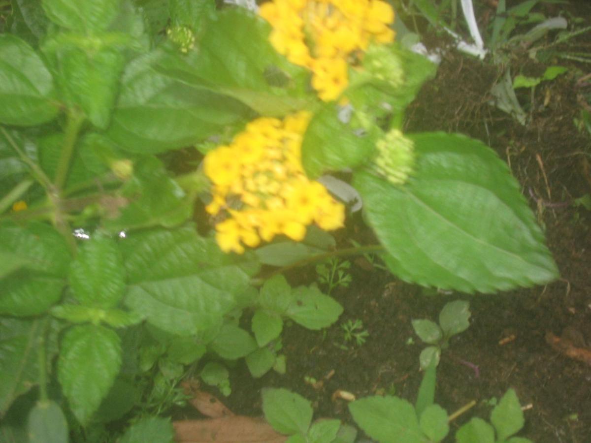 Monteverde Romantic Cottage photo