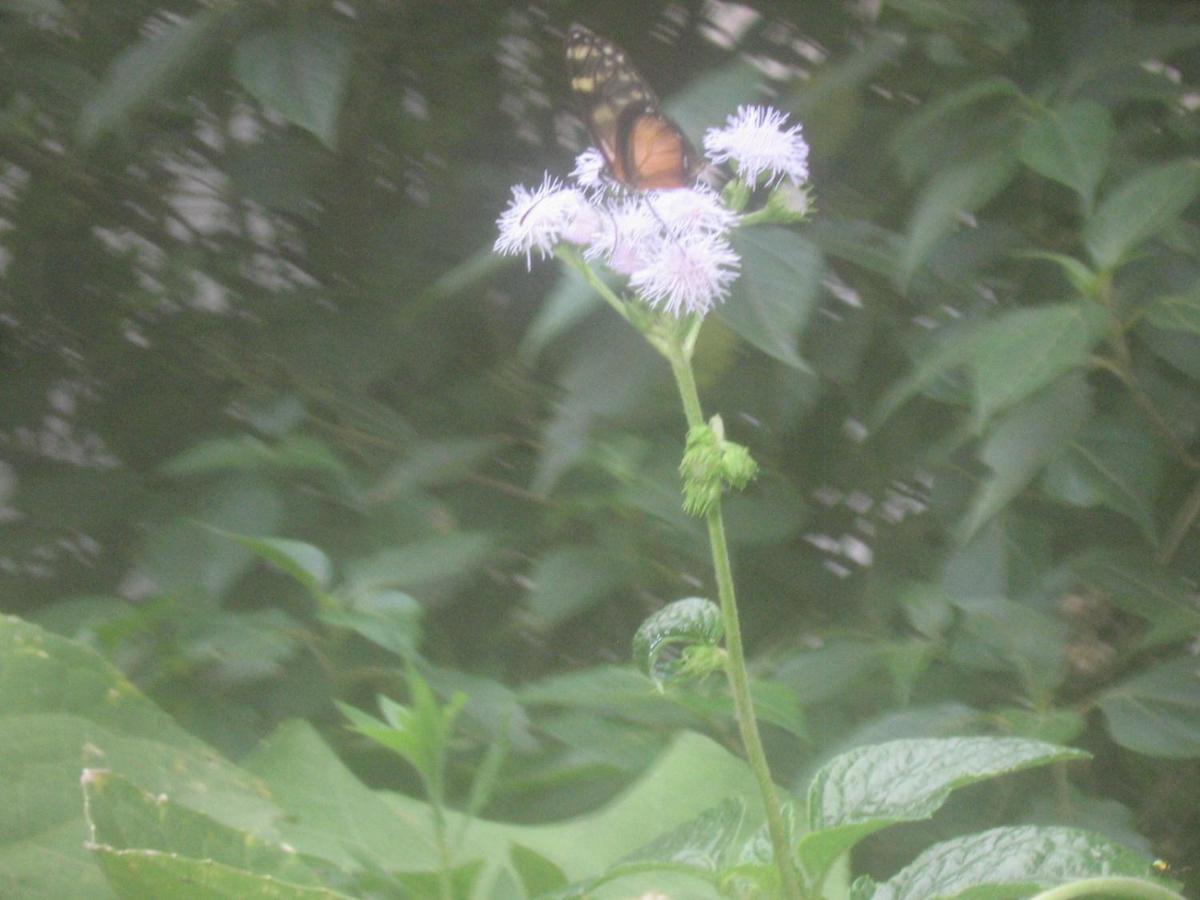Monteverde Romantic Cottage photo