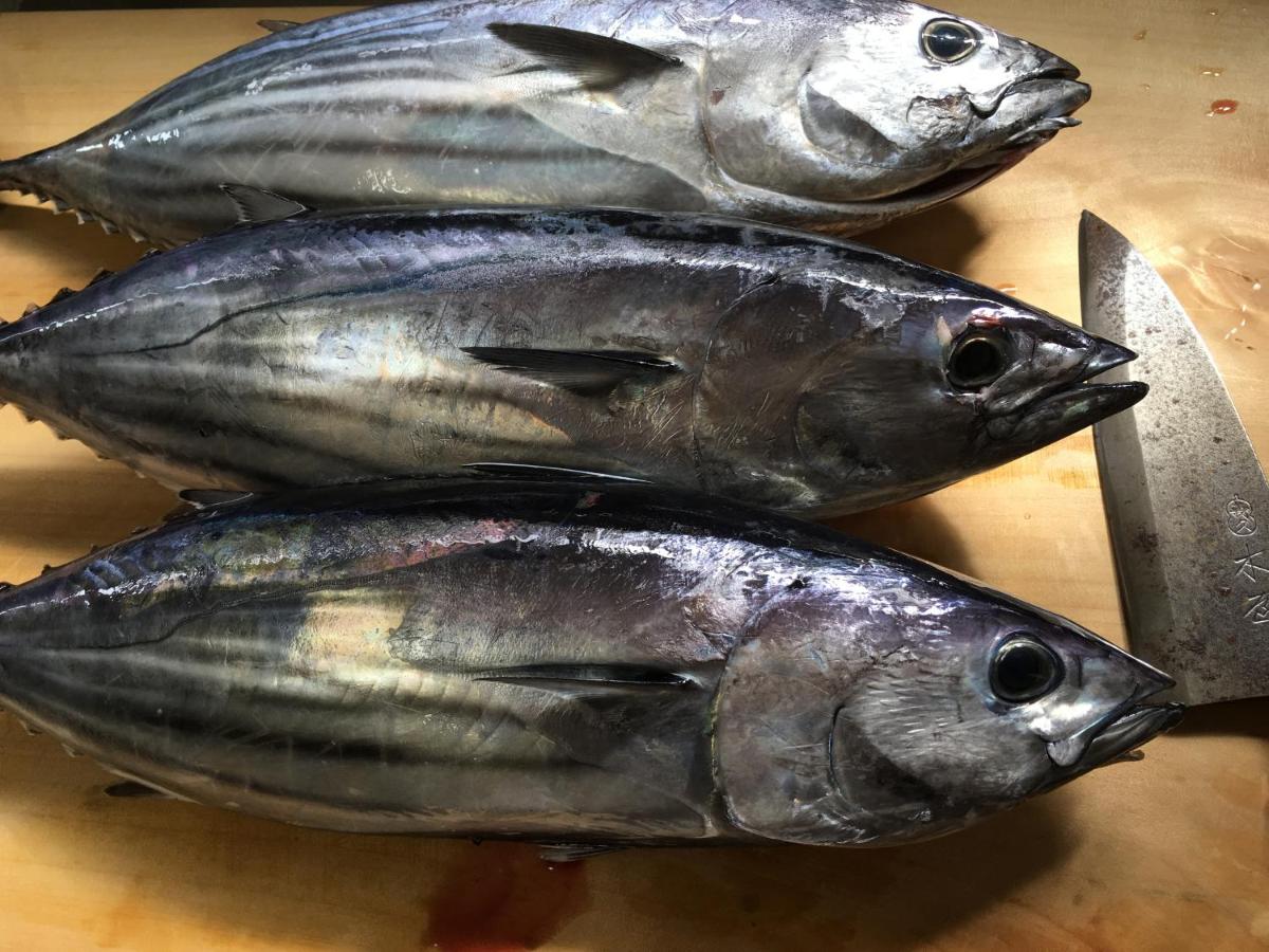 国民宿舎 サンマリーナ Kaminato 21年 最新料金
