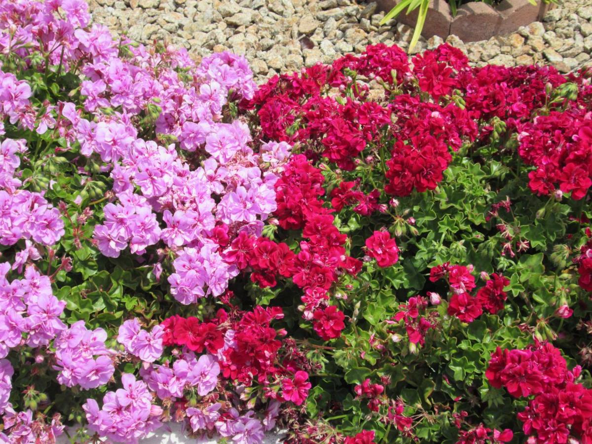 Discovery Inn Monterey Bay — photo 11