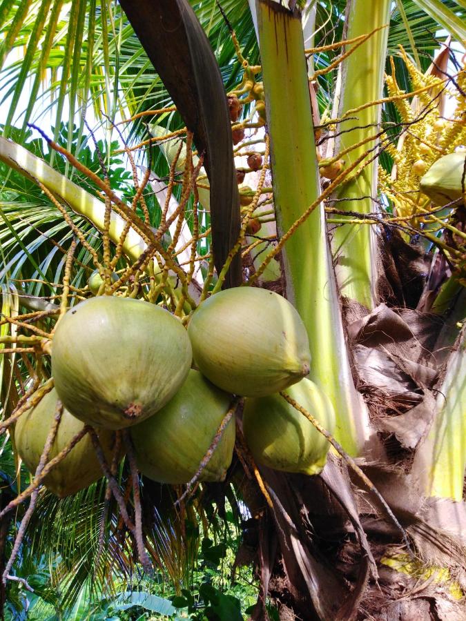 Ti Coco Trois Rivieres Updated 21 Prices