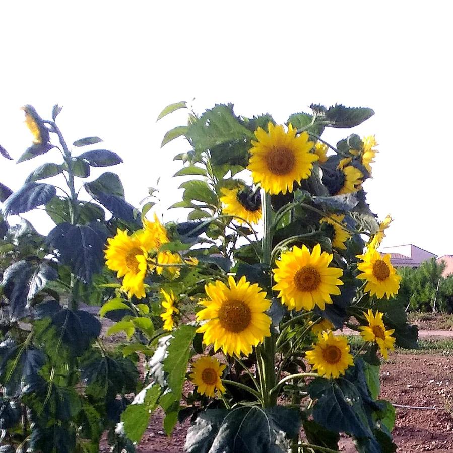 Agriturismo S'Incant'e Sinis