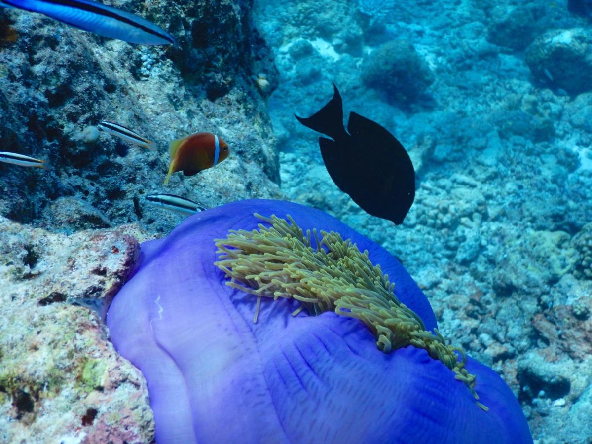 Dhigurah Beach Inn - 5