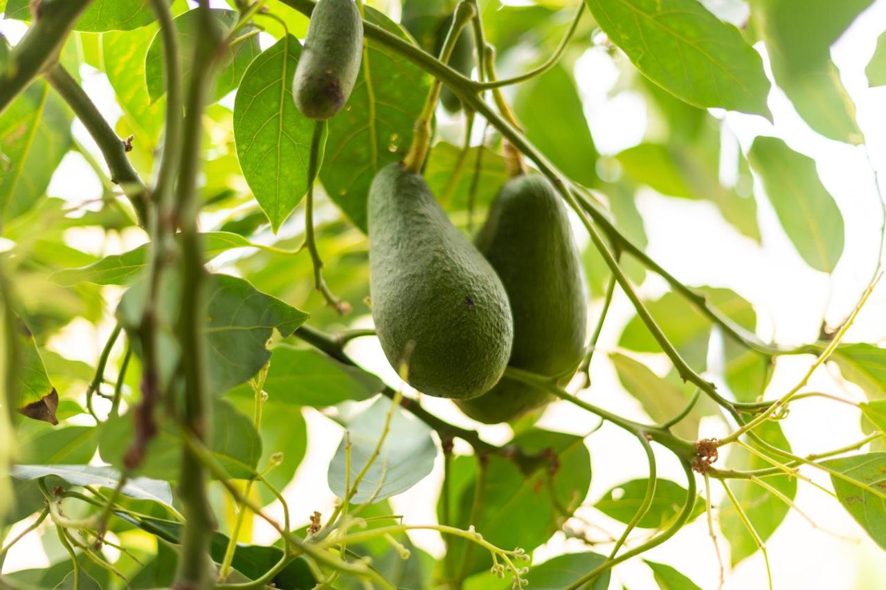 La Casa del Aguacate, Avocado House, Breña Baja – Prezzi ...