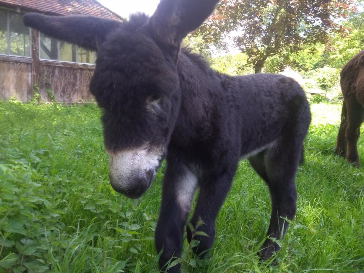 L Or D Anesses Proche Zoo De Beauval Villentrois Updated 21 Prices