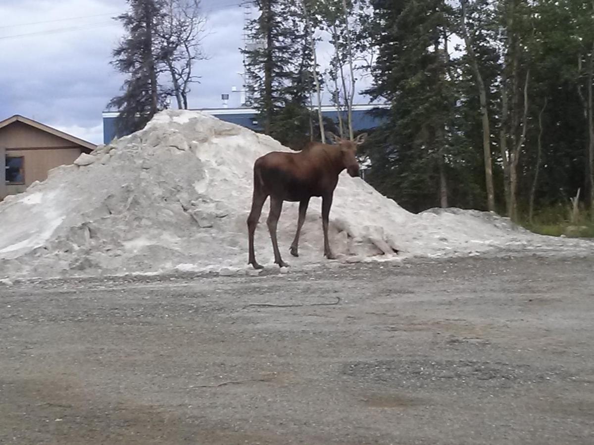 Alaskan Chateau B&B — photo 10