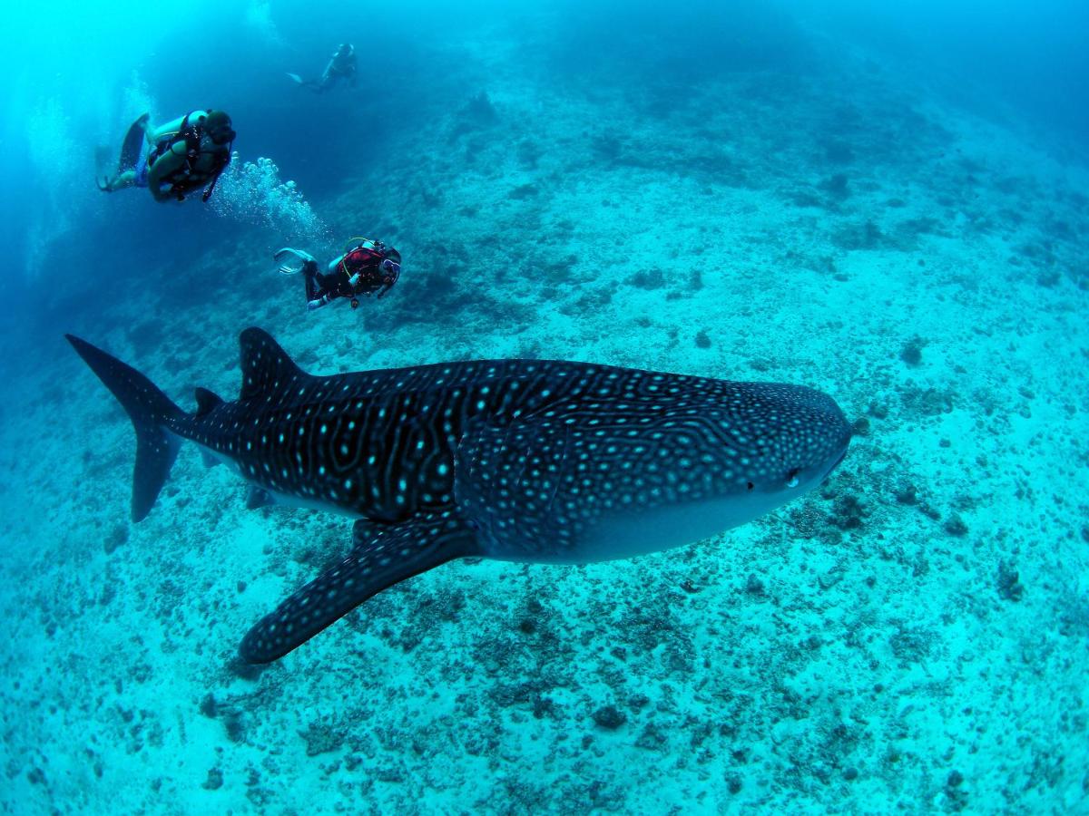 White Sand Dhigurah ディグラ 21年 最新料金 White Sand Dhigurah ディグラ 21年 最新料金