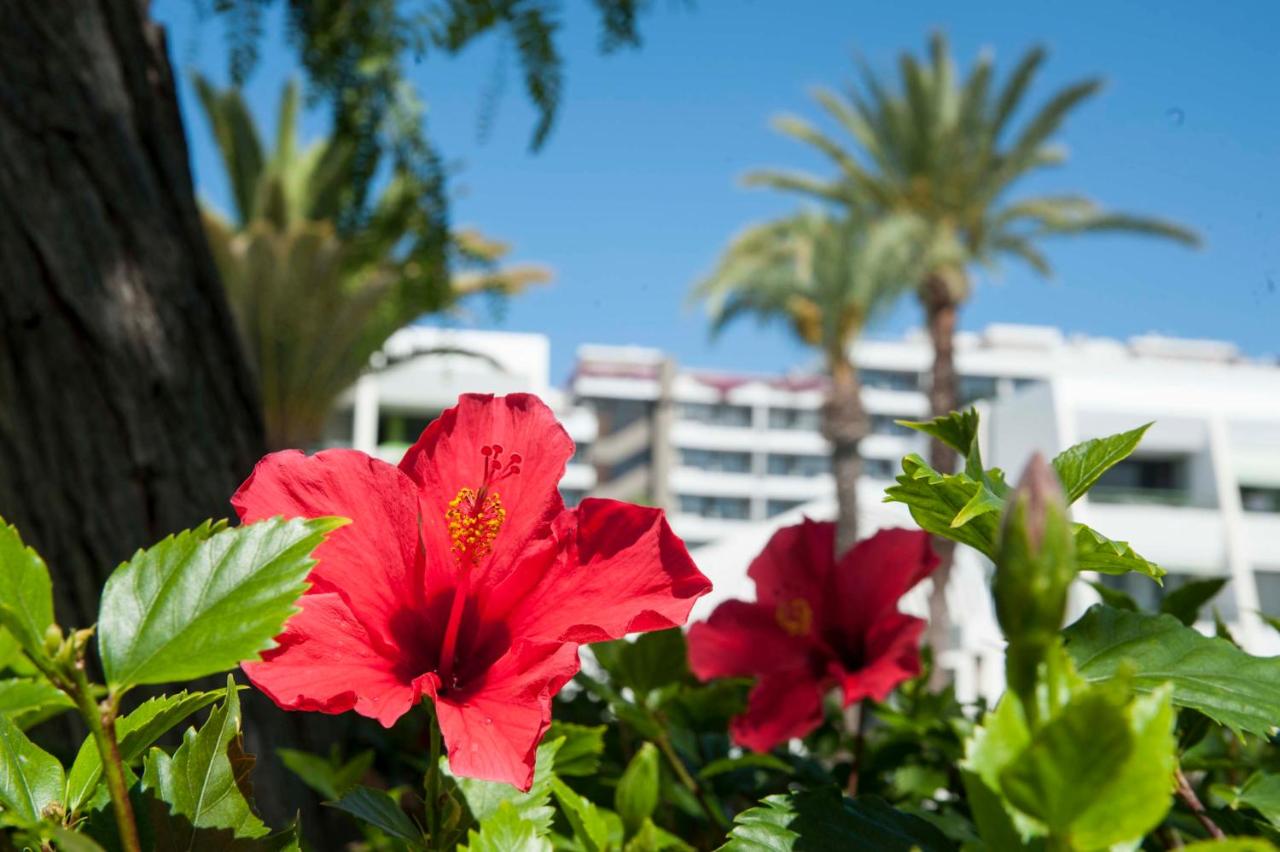 optimist 1, Playa de las Américas – Precios actualizados 2022