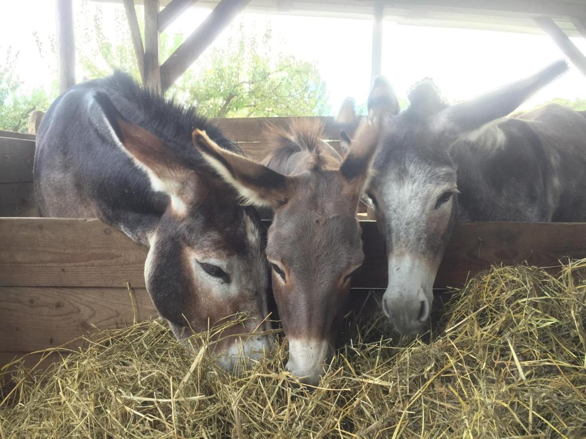 Agriturismo Porcaloca - 5