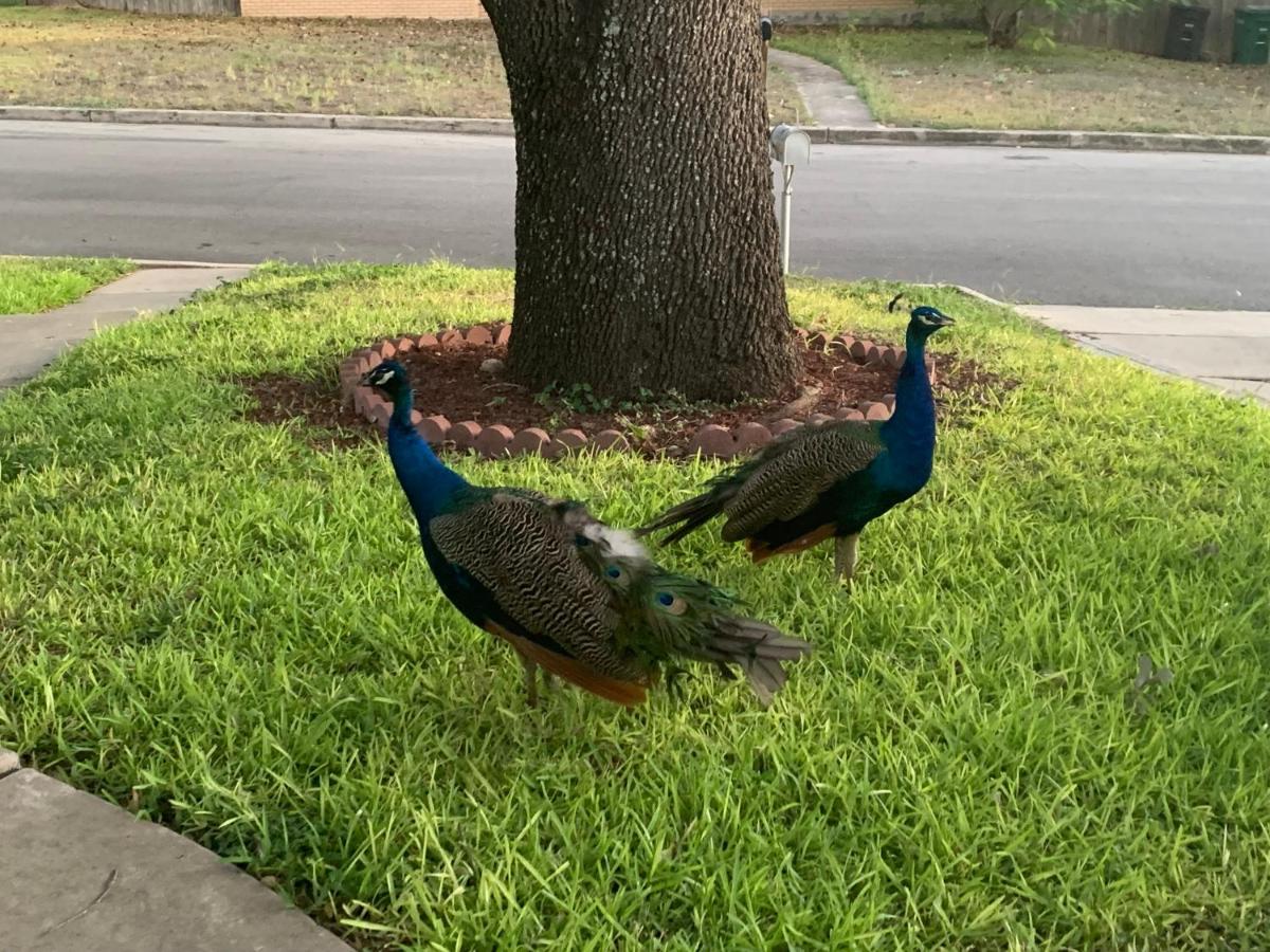 The Peacock House LLC — photo 24
