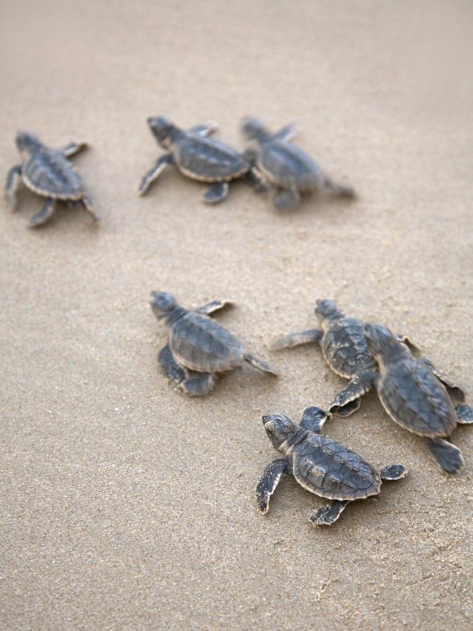 Beach: Shangri-La Barr Al Jissah, Muscat