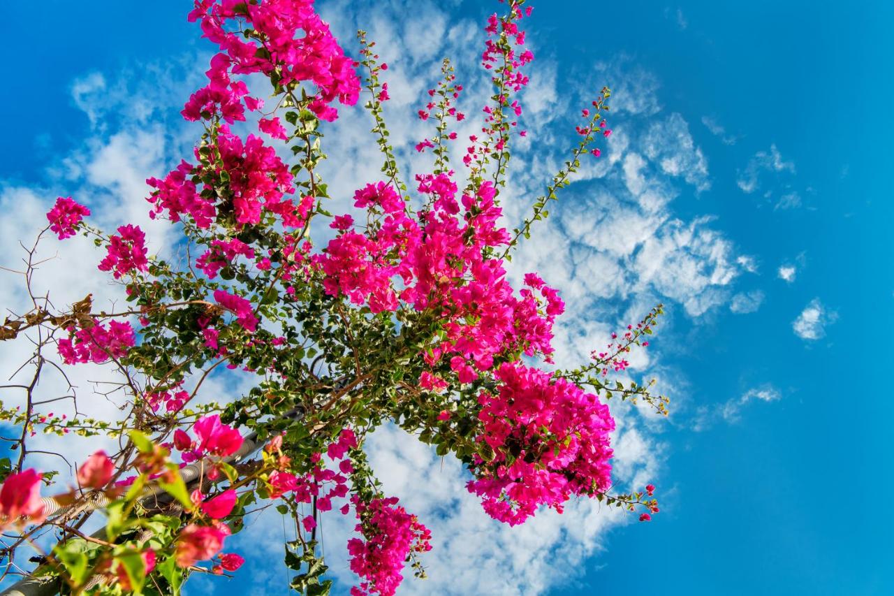 Evgenia Villas & Suites by Calm Collection - 4