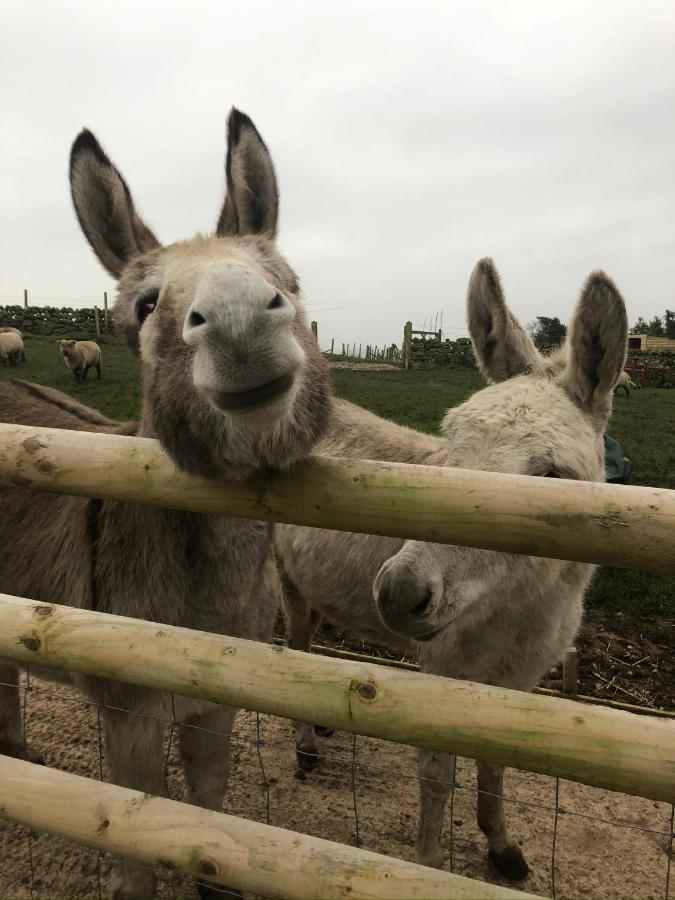 {{ hotelInfo.altText }}