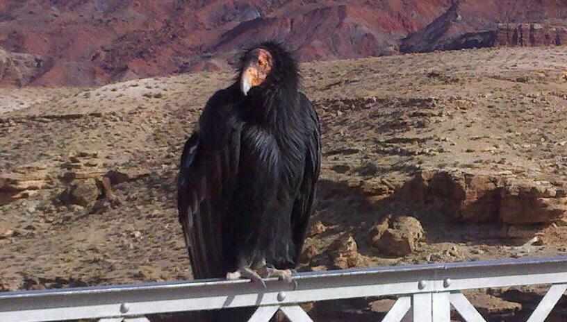 Lee's Ferry Lodge at Vermilion Cliffs — photo 18