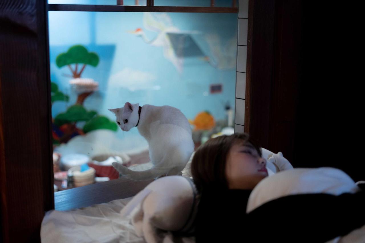 Cat Spa & Cat Ryokan by Neco Republic Osaka - 5