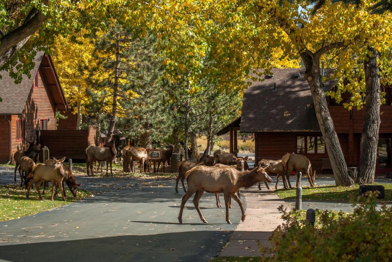 Rams Horn Village Resort — photo 8