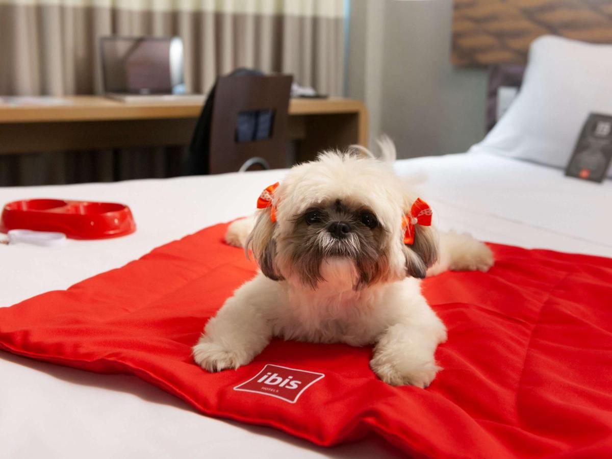 Ibis Teresina photo