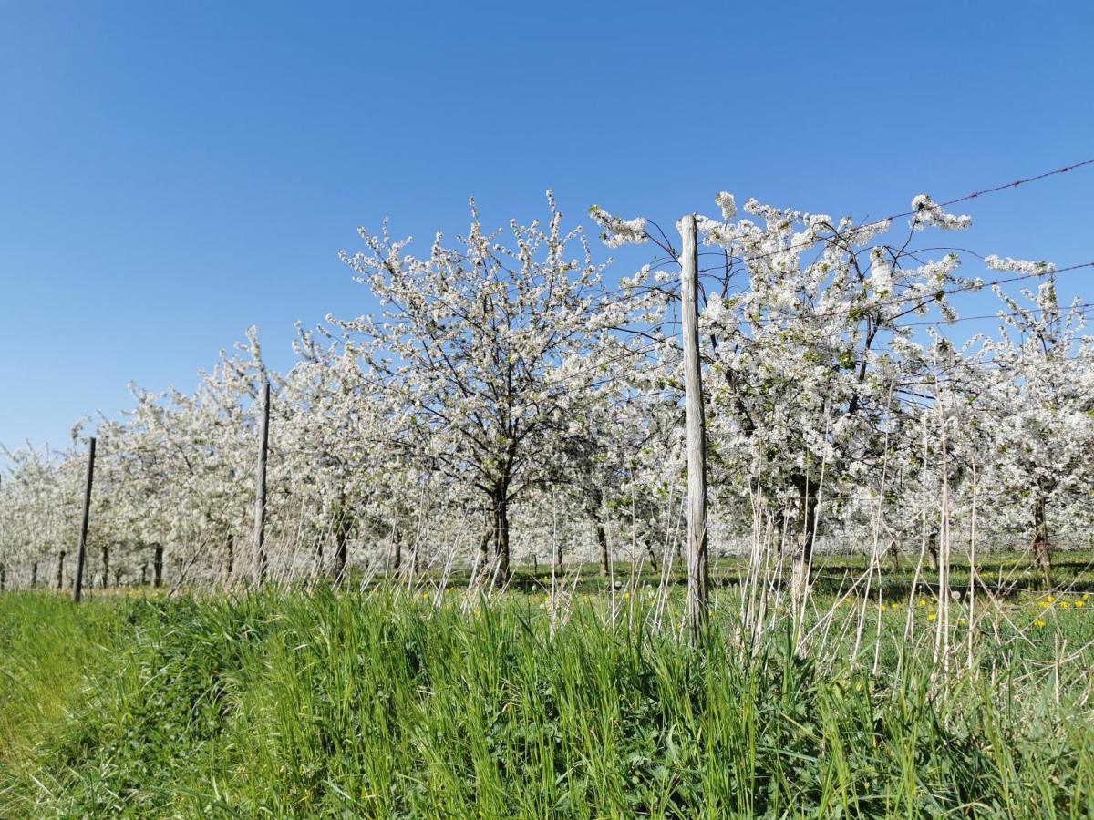 Calendrier Plantation Fleurs 2023 Bed En Breakfast Hof Van Wolder, Maastricht – Updated 2022 Prices