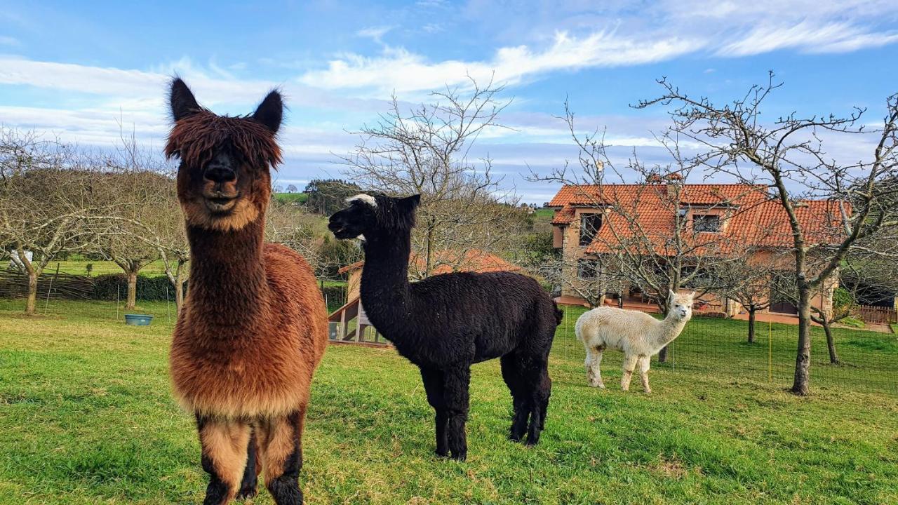 Hotel 3 Alpacas, La Campa – Precios actualizados 2022