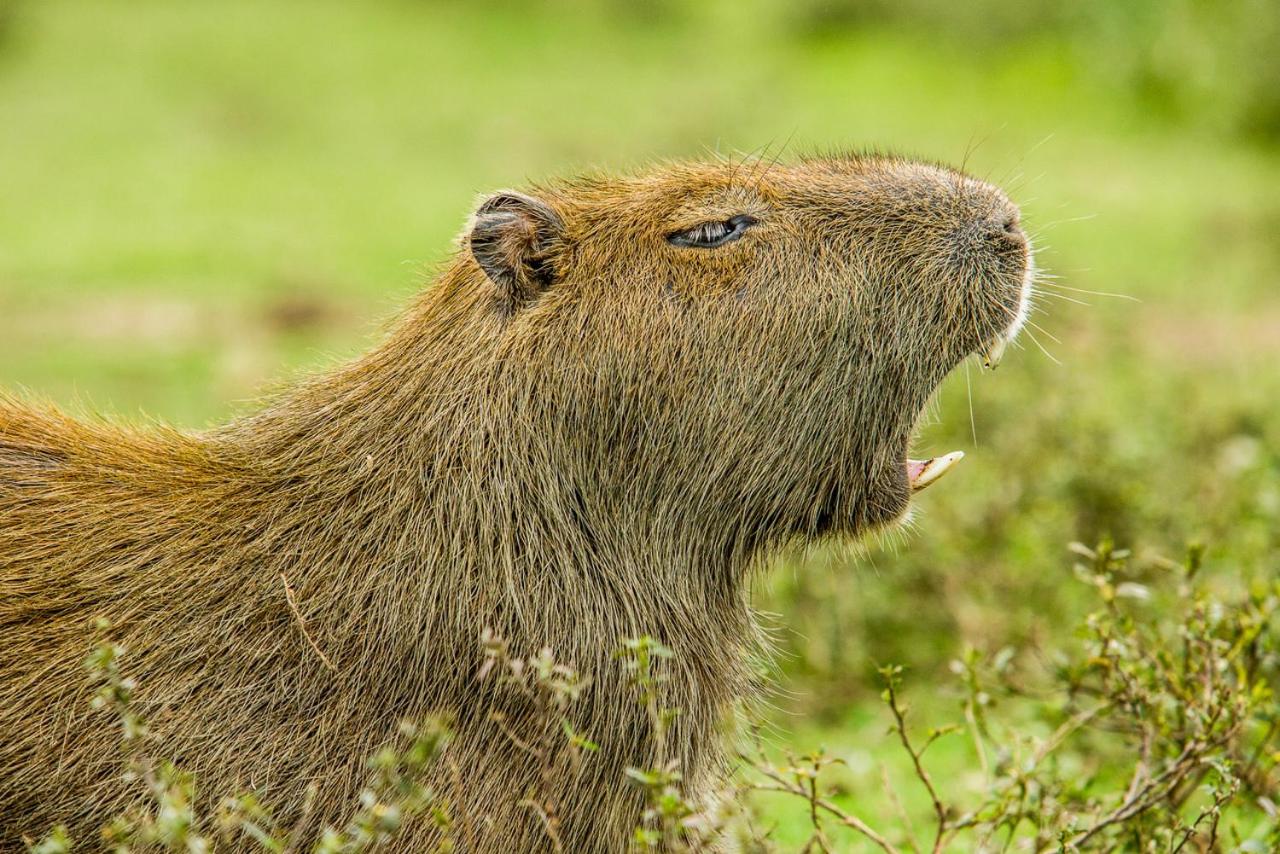 picture Encanto Capybara www booking com