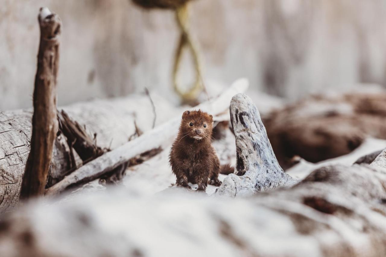 Beach: The Oceanfront Hotel